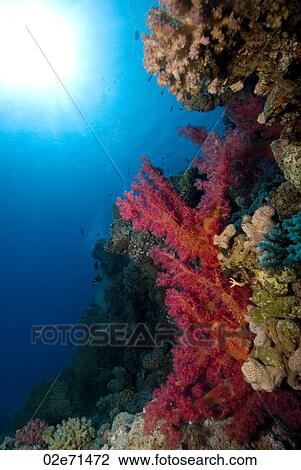 Underwater scene View Large Photo Image Stock Image - Underwater scene. Fotosearch