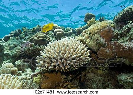 Underwater scene View Large Photo Image Stock Image - Underwater scene. Fotosearch