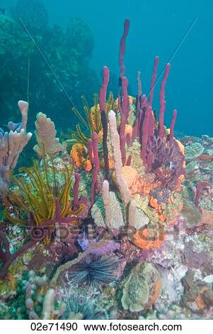 Underwater scene View Large Photo Image Stock Image - Underwater scene. Fotosearch