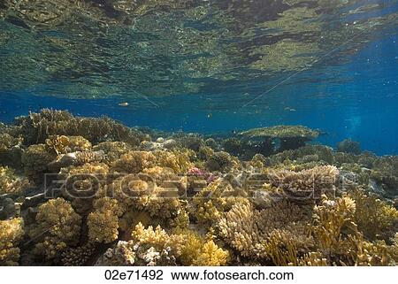 Underwater scene View Large Photo Image Stock Image - Underwater scene. Fotosearch