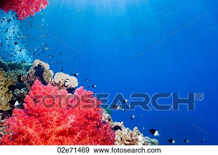 Stock Photo - Underwater scene. Fotosearch