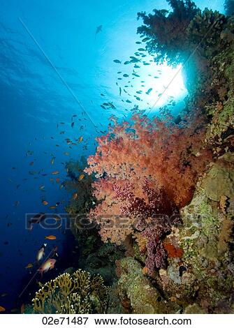 Underwater scene View Large Photo Image Stock Photo - Underwater scene. Fotosearch
