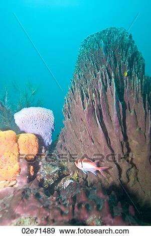 Underwater scene View Large Photo Image Stock Photo - Underwater scene. Fotosearch