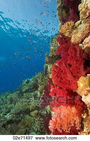 Stock Photo - Underwater scene. Fotosearch