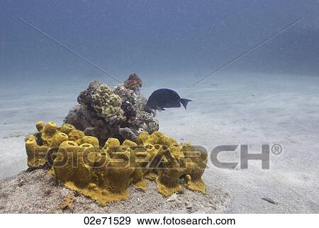 Stock Photo - Underwater scene. Fotosearch