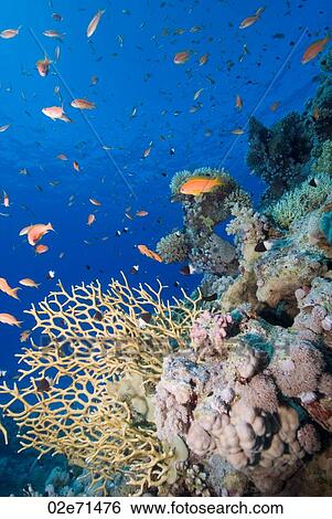 Underwater scene View Large Photo Image Stock Photograph - Underwater scene. Fotosearch