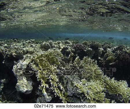 Stock Photography - Underwater scene. Fotosearch