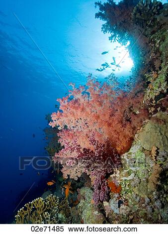 Underwater scene View Large Photo Image Stock Photography - Underwater scene. Fotosearch