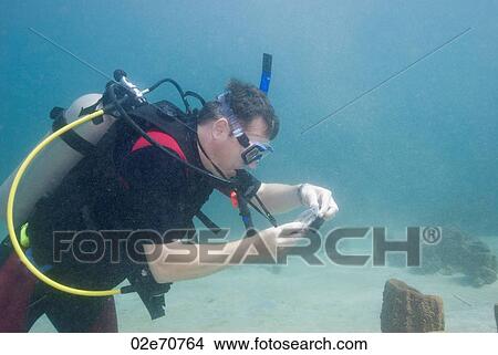 Picture - Underwater scene with scuba diver. Fotosearch