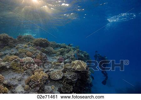Stock Image - Underwater scene with scuba diver. Fotosearch