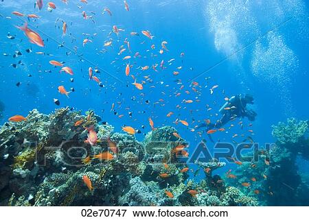 Underwater scene with scuba diver View Large Photo Image Stock Photo - Underwater scene with scuba diver. Fotosearch
