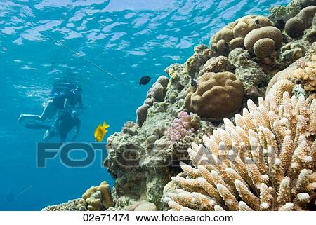 Picture - Underwater scene with scuba divers. Fotosearch