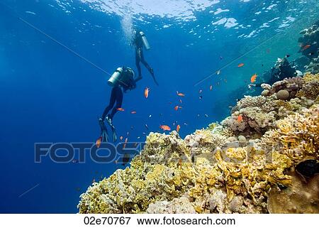 Stock Photo - Underwater scene with scuba divers. Fotosearch
