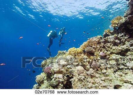 Stock Photo - Underwater scene with scuba divers. Fotosearch
