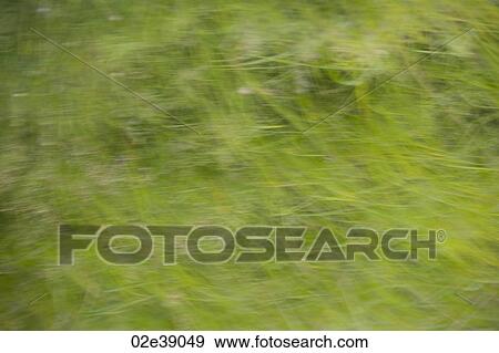 Unfocused green grasslands View Large Photo Image Stock Photo - Unfocused green grasslands. Fotosearch