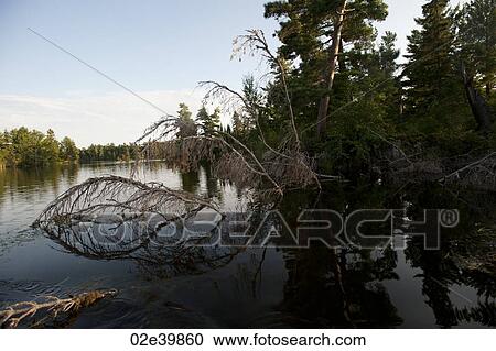 Vegetation along shoreline at Lake of the Woods, Ontario View Large Photo Image Stock Image - Vegetation along shoreline at Lake of the Woods, Ontario. Fotosearch