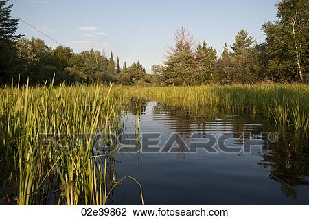 Vegetation along shoreline at Lake of the Woods, Ontario View Large Photo Image Stock Image - Vegetation along shoreline at Lake of the Woods, Ontario. Fotosearch