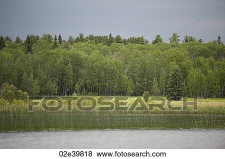 Stock Photo - Vegetation along shoreline at Lake of the Woods, Ontario. Fotosearch
