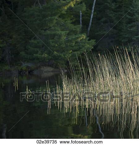 Vegetation growing at Lake of the Woods, Ontario View Large Photo Image Stock Photography - Vegetation growing at Lake of the Woods, Ontario. Fotosearch