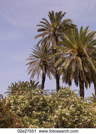 Vegetation in Rhodes Greece View Large Photo Image Stock Image - Vegetation in Rhodes Greece. Fotosearch