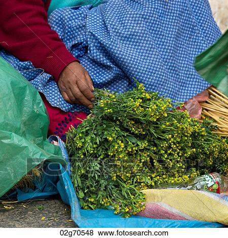 Vendor selling herbs at a market stall, Sacred Valley, Cusco Region, Peru View Large Photo Image Stock Photo - Vendor selling herbs at a market stall, Sacred Valley, Cusco Region, Peru. Fotosearch