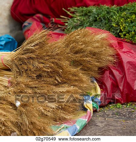 Vendor selling stalks of wheat at a market stall, Sacred Valley, Cusco Region, Peru View Large Photo Image Stock Photo - Vendor selling stalks of wheat at a market stall, Sacred Valley, Cusco Region, Peru. Fotosearch
