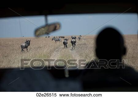 View of wildebeests from car window View Large Photo Image Stock Photography - View of wildebeests from car window. Fotosearch