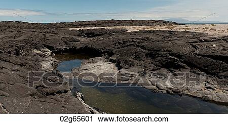 Volcanic landscape, Punta Espinoza, Fernandina Island, Galapagos Islands, Ecuador View Large Photo Image Stock Image - Volcanic landscape, Punta Espinoza, Fernandina Island, Galapagos Islands, Ecuador. Fotosearch