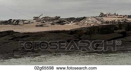 Volcanic rocks on the coast, Punta Espinoza, Fernandina Island, Galapagos Islands, Ecuador View Large Photo Image Stock Photo - Volcanic rocks on the coast, Punta Espinoza, Fernandina Island, Galapagos Islands, Ecuador. Fotosearch