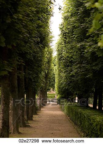 Walkway between trees in Paris France View Large Photo Image Stock Photo - Walkway between trees in Paris France. Fotosearch