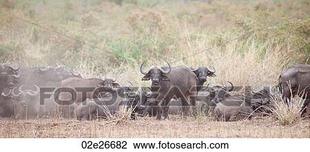 Water buffalo wildlife in Kenya View Large Photo Image Stock Image - Water buffalo wildlife in Kenya. Fotosearch