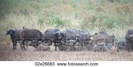 Water buffalo wildlife in Kenya View Large Photo Image Stock Image - Water buffalo wildlife in Kenya. Fotosearch