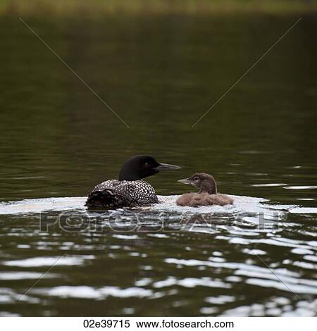 Water fowl on the lake at Lake of the Woods, Ontario View Large Photo Image Stock Photography - Water fowl on the lake at Lake of the Woods, Ontario. Fotosearch