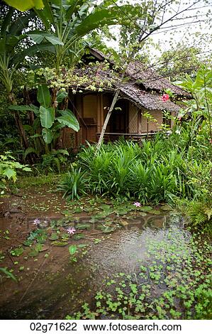 Water plants, Thailand View Large Photo Image Stock Image - Water plants, Thailand. Fotosearch