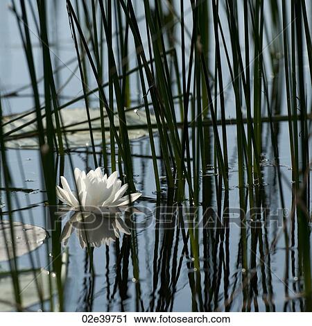 Waterlily at Lake of the Woods, Ontario View Large Photo Image Stock Image - Waterlily at Lake of the Woods, Ontario. Fotosearch