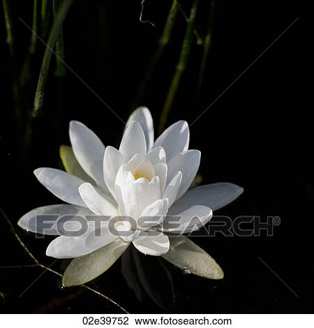 Stock Image - Waterlily at Lake of the Woods, Ontario. Fotosearch