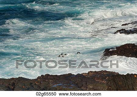 Waves breaking on the coast, Punta Suarez, Espanola Island, Galapagos Islands, Ecuador View Large Photo Image Stock Image - Waves breaking on the coast, Punta Suarez, Espanola Island, Galapagos Islands, Ecuador. Fotosearch