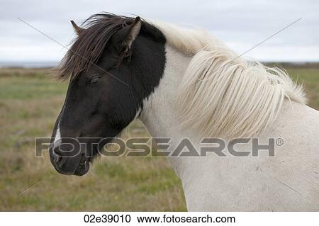 White Icelandic horse with black head and white blaze View Large Photo Image Stock Image - White Icelandic horse with black head and white blaze. Fotosearch