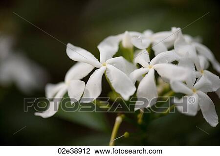 Stock Image - White Jasmine flower blossoms. Fotosearch