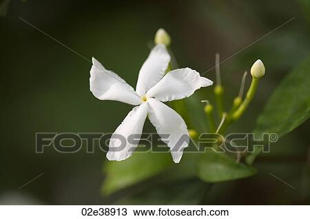 Stock Image - White Jasmine flower blossoms. Fotosearch
