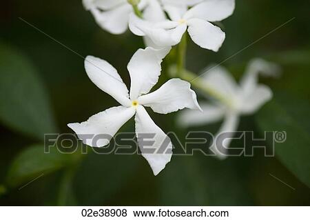 White Jasmine flower blossoms View Large Photo Image Stock Photo - White Jasmine flower blossoms. Fotosearch