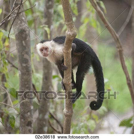 White-throated Capuchin Monkey in a tree in Costa Rica View Large Photo Image Stock Photo - White-throated Capuchin Monkey in a tree in Costa Rica. Fotosearch
