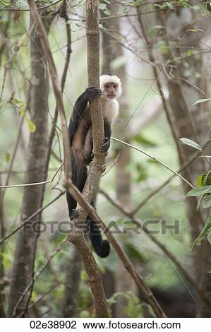 White-throated Capuchin Monkeys seated in the jungles of Costa Rica View Large Photo Image Stock Image - White-throated Capuchin Monkeys seated in the jungles of Costa Rica. Fotosearch