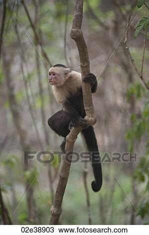 White-throated Capuchin Monkeys seated in the jungles of Costa Rica View Large Photo Image Stock Image - White-throated Capuchin Monkeys seated in the jungles of Costa Rica. Fotosearch