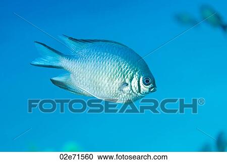 Whitebelly Damselfish View Large Photo Image Stock Image - Whitebelly Damselfish. Fotosearch