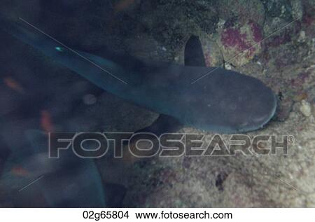 Whitetip Reef shark (Triaenodon Obesus) swimming underwater, Puerto Egas, Santiago Island, Galapagos Islands, Ecuador View Large Photo Image Picture - Whitetip Reef shark (Triaenodon Obesus) swimming underwater, Puerto Egas, Santiago Island, Galapagos Islands, Ecuador. Fotosearch
