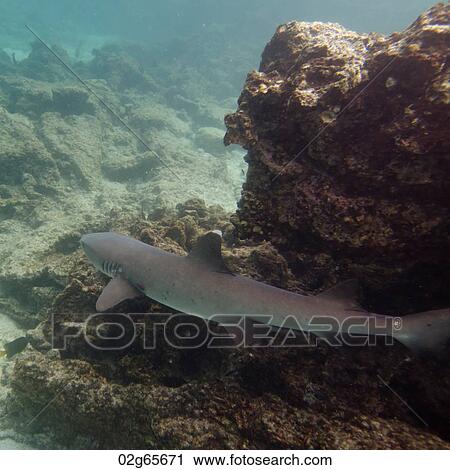 Whitetip Reef shark (Triaenodon Obesus) swimming underwater, Puerto Egas, Santiago Island, Galapagos Islands, Ecuador View Large Photo Image Stock Image - Whitetip Reef shark (Triaenodon Obesus) swimming underwater, Puerto Egas, Santiago Island, Galapagos Islands, Ecuador. Fotosearch