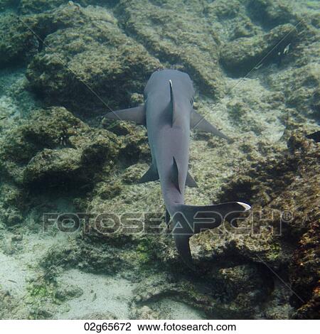 Whitetip Reef shark (Triaenodon Obesus) swimming underwater, Puerto Egas, Santiago Island, Galapagos Islands, Ecuador View Large Photo Image Stock Image - Whitetip Reef shark (Triaenodon Obesus) swimming underwater, Puerto Egas, Santiago Island, Galapagos Islands, Ecuador. Fotosearch