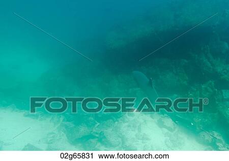 Whitetip Reef shark (Triaenodon Obesus) swimming underwater, Santa Cruz Island, Galapagos Islands, Ecuador View Large Photo Image Stock Image - Whitetip Reef shark (Triaenodon Obesus) swimming underwater, Santa Cruz Island, Galapagos Islands, Ecuador. Fotosearch
