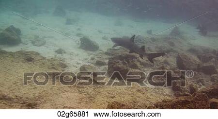 Whitetip Reef shark (Triaenodon Obesus) swimming underwater, Puerto Egas, Santiago Island, Galapagos Islands, Ecuador View Large Photo Image Stock Image - Whitetip Reef shark (Triaenodon Obesus) swimming underwater, Puerto Egas, Santiago Island, Galapagos Islands, Ecuador. Fotosearch